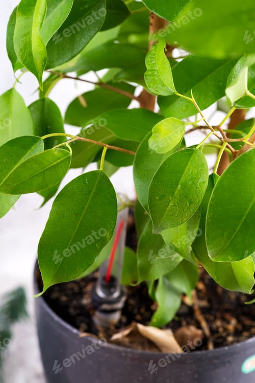 Preview: Beautiful green leaf with drops of water on flower pot