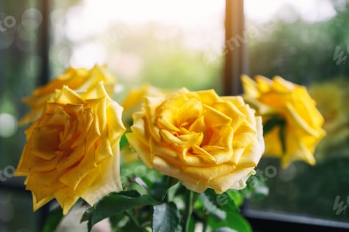 Preview: Closeup image of beautiful yellow roses