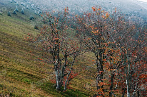 Preview: Bare beech tree with some golden red leaves on Carpathian mountains.