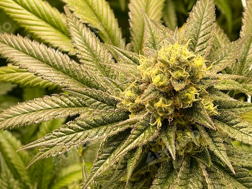 Preview: Green Cannabis Background