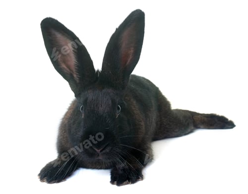 Preview: rabbit in studio
