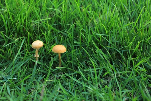 Preview: Mushroom in the forest