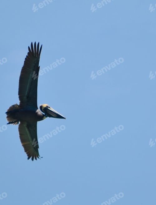 Preview: Large Florida pelican with wide wingspan in flight
