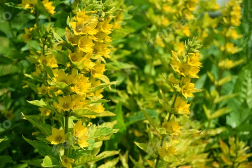 Preview: Yellow flowers floral background