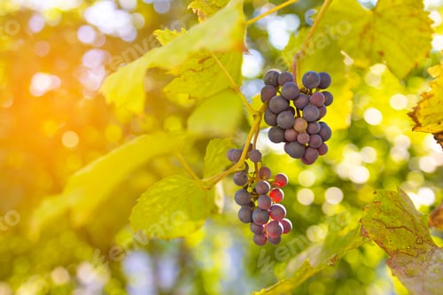 Preview: Close-up of bunches of ripe red wine grapes on the vine. Harvest