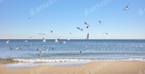 Preview: Photo of a calm sea with seagulls flying.