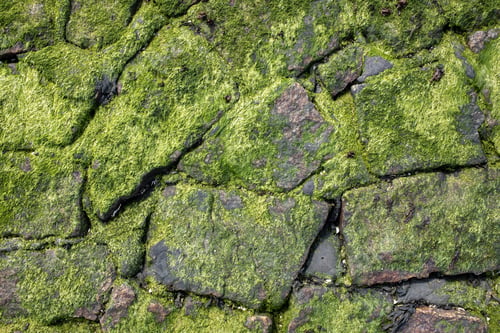 Preview: Stone embankment covered with green algae. Top view.