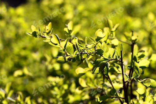 Preview: Bright green leaves bathed in the sun shine.Fresh spring foliage.
