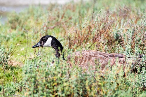 Preview: Canada goose resting on a meadow