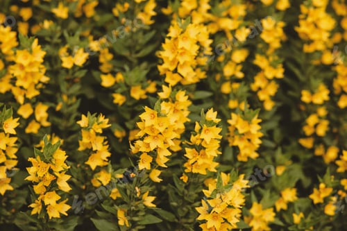 Preview: Bright yellow flowers blooming abundantly in a sunny garden setting