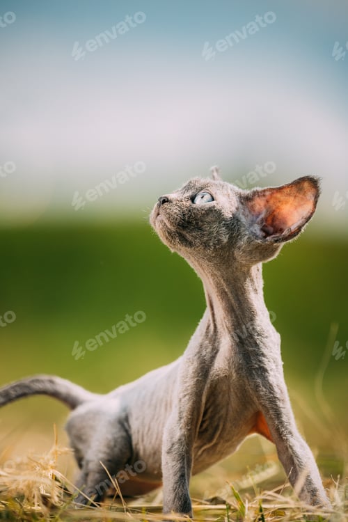 Preview: Funny Young Gray Devon Rex Kitten In Grass. Short-haired Cat Of English Breed. Sweet Devon Rex Cat