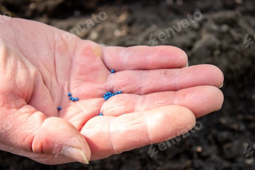 Preview: woman farmer sows cabbage in the greenhouse. Selective focus