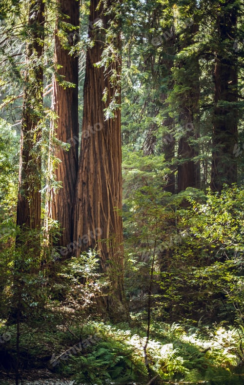 Preview: High green trees in forest in summer