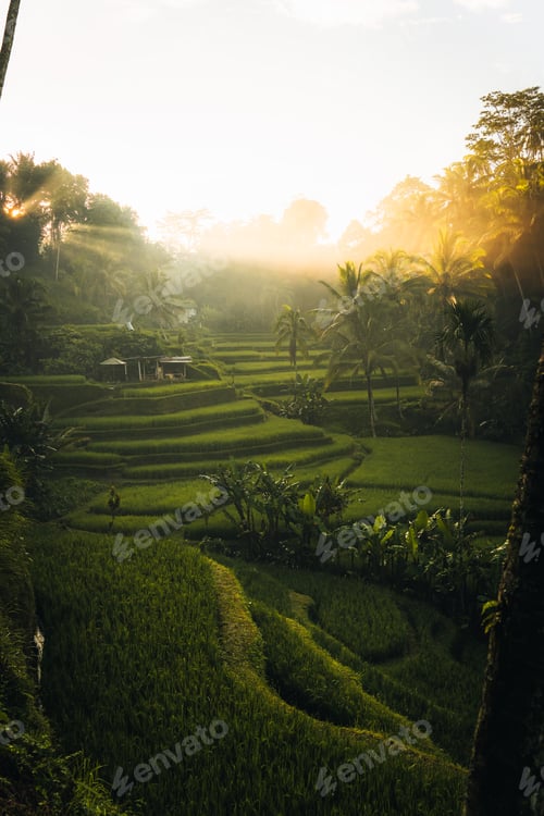 Preview: Morning view of Tegallalang Rice fields terraces in Ubud, Bali, Indonesia