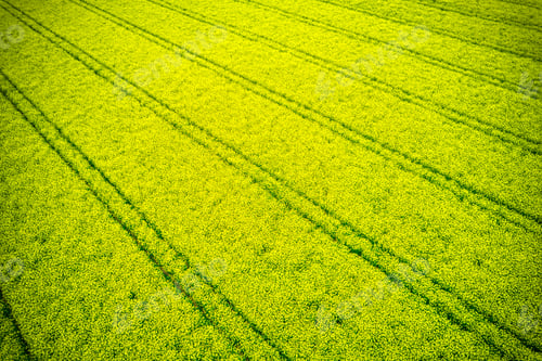 Preview: Aerial view of a bright yellow rapeseed field with parallel lines creating a striking pattern