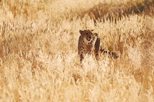 Preview: Cheetah is outdoors in the wildlife