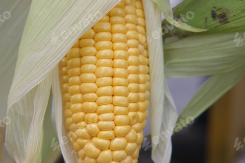 Preview: Freshly harvested Ears of Yellow Corn on the Cob, ready to be enjoyed and savored