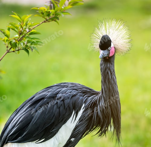 Preview: Grey crowned Crane