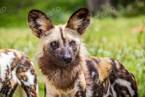 Preview: Selective focus closeup shot of a spotted wild African dog in a green grassy field