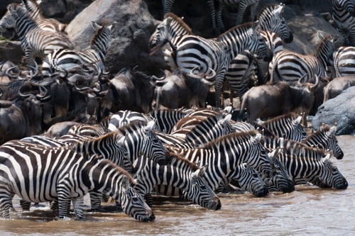 Preview: Grant's zebras (Equus quagga boehmi) and Eastern white-bearded wildebeest (Connochaetes taurinus),
