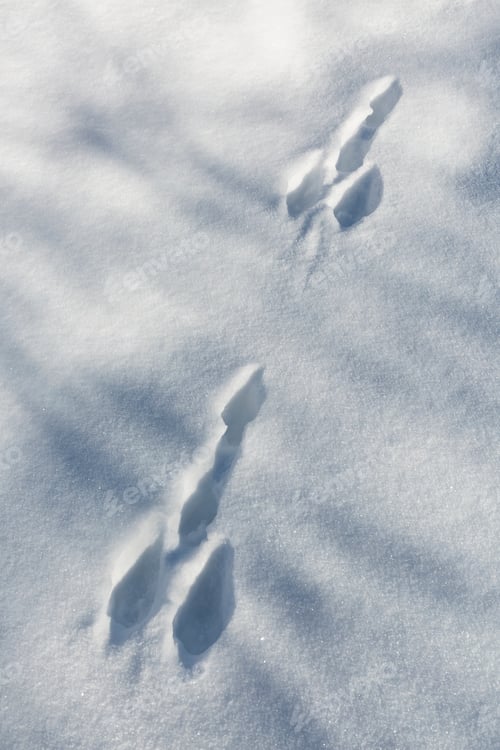Preview: Funny Snow Tracks in the Eifel, Germany