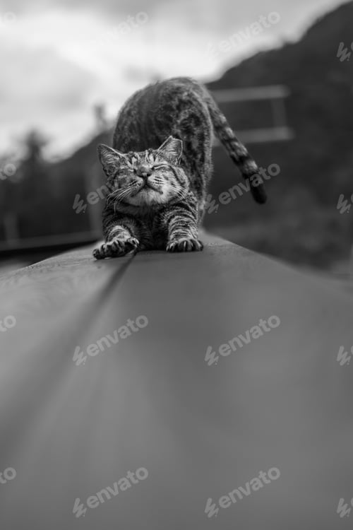 Preview: Grayscale shot of a cat with its paws extended and tail resting on a railing.