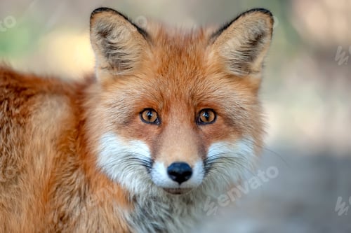 Preview: Close red fox portrait