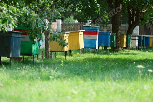 Preview: Row of hive with bees