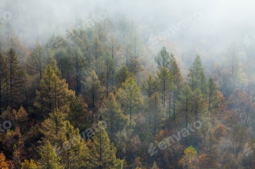 Preview: Forest covered by fog in Aershan,China