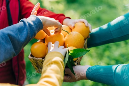 Preview: Close-up of Childs kids hands taking oranges from mom. Woman holding wicker basket full of oranges