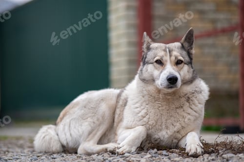 Preview: Portrait of a dog breed West Siberian Laika sitting outdoors in a yard.