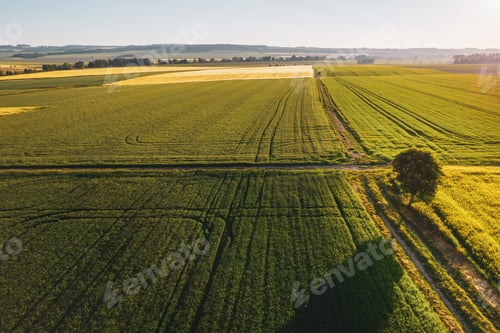 Preview: Landscape of farm fields covered in greenery under the sunlight in the countryside