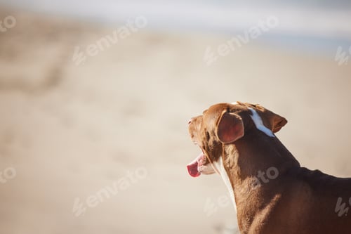 Preview: Shot of an adorable pit bull enjoying a day at the beach