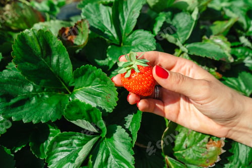 Preview: red Strawberries in woman hand green leaves on background