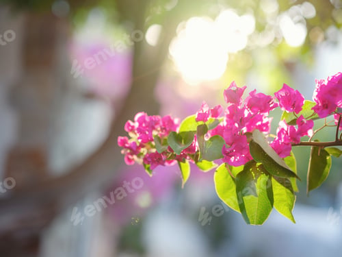 Preview: Blooming bougainvillea, streets of the old town of Bodrum, Turkey
