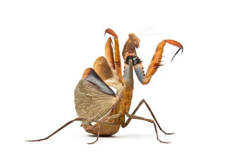 Preview: Praying mantis - Parasphendale sp Giant - isolated on white