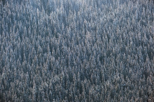 Preview: Top down aerial view of snow covered evergreen pine forest after heavy snowfall in winter mountain