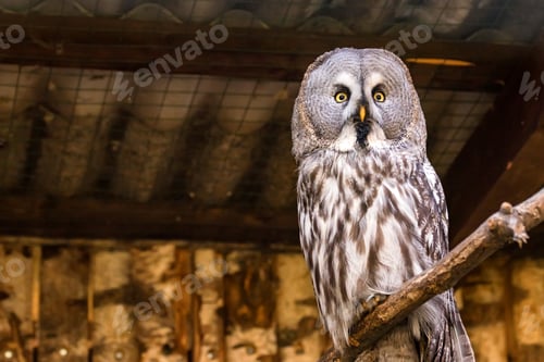 Preview: Great Grey Owl or Strix nebulosa on branch close