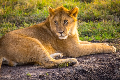 Preview: A young Leon in the Masai Mara. Kenya