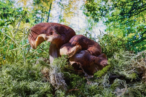 Preview: Edible Mushrooms In The Grass- Nature Background. Forest Landscape.