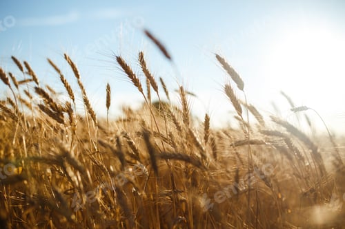 Vista previa: Amazing agriculture sunset landscape.Growth nature harvest. Wheat field natural product.