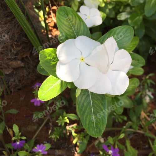 Preview: Garden