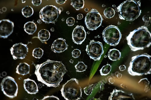 Preview: Macro shot of dewdrops in a cobweb