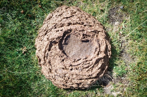 Preview: Cow excrement in the meadow