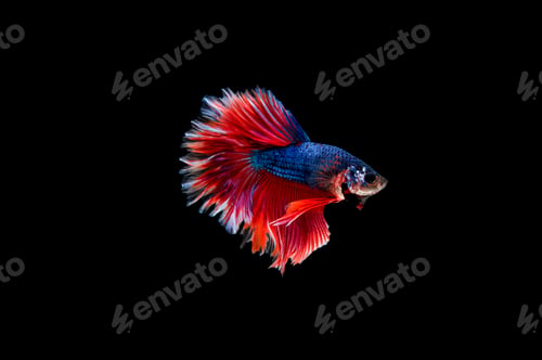 Preview: Beautiful colorful of siamese betta fish