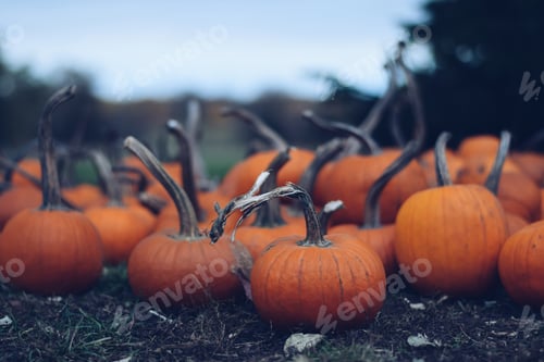 Preview: Small orange pumpkins on a ground at a farm