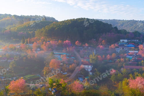 Preview: Sakura cherry flowers blossom trees of national park. Natural landscape background. Pink color