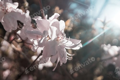 Preview: Blossoming tree