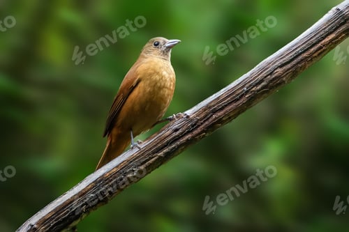 Preview: Female Ruby-crowned Tanager bird (Tachyphonus coronatus)