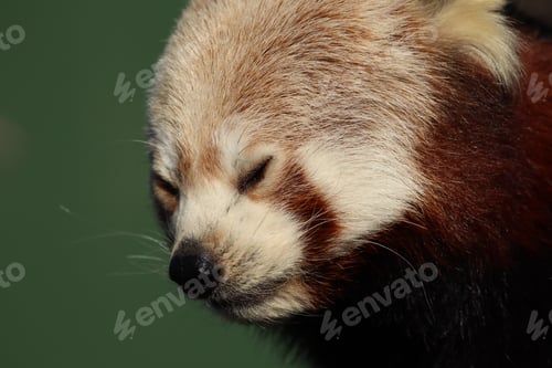 Preview: Close-Up of a Red Panda Relaxing in a Peaceful Pose